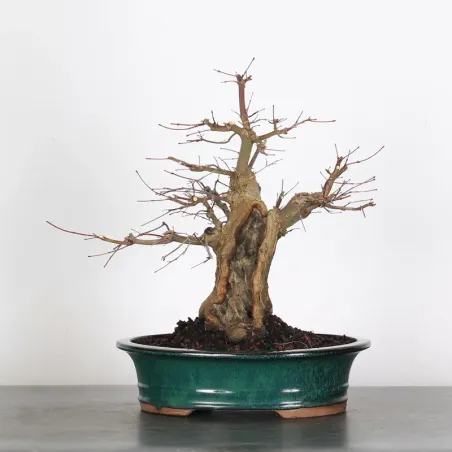 ERABLE DU JAPON "ACER PALMATUM" 5-14