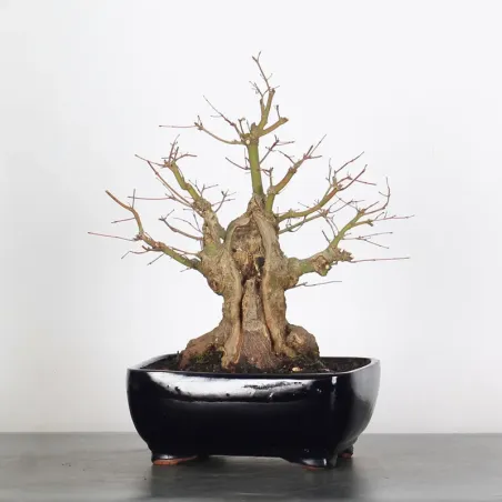 JAPANESE MAPLE "ACER PALMATUM" 2-1