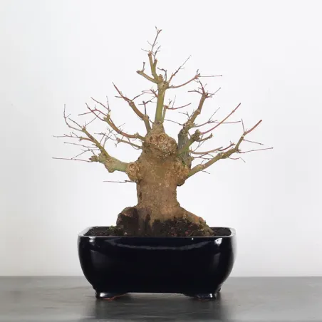 image supplémentaire - ERABLE DU JAPON "ACER...