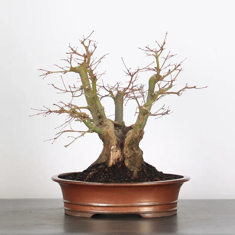 Bonsai Acer Palmatum AP-2-7