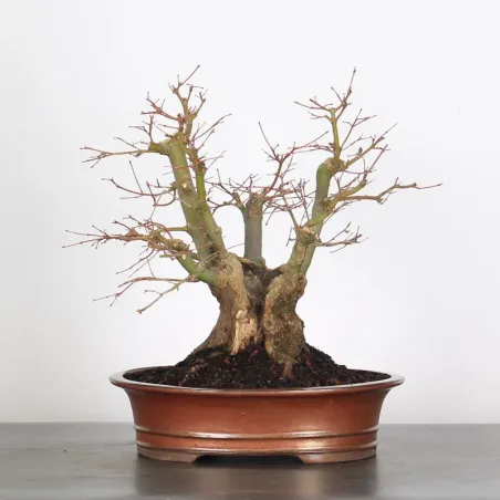 Bonsai Acer Palmatum AP-2-7