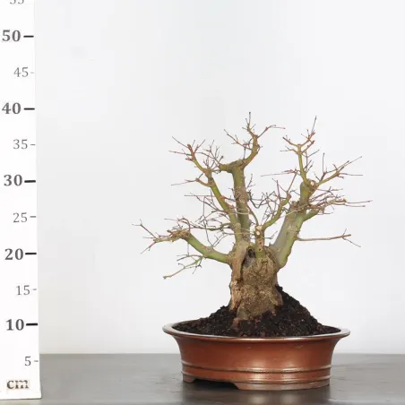 image supplémentaire - JAPANESE MAPLE "ACER...