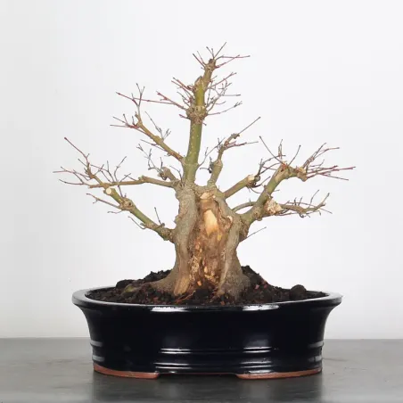 Bonsai Acer palmatum AP-2-14