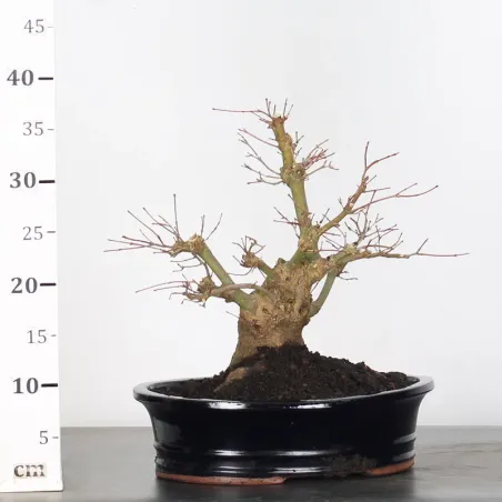 image supplémentaire - JAPANESE MAPLE "ACER...