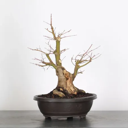 Bonsai Acer Palmatum AP-2-19