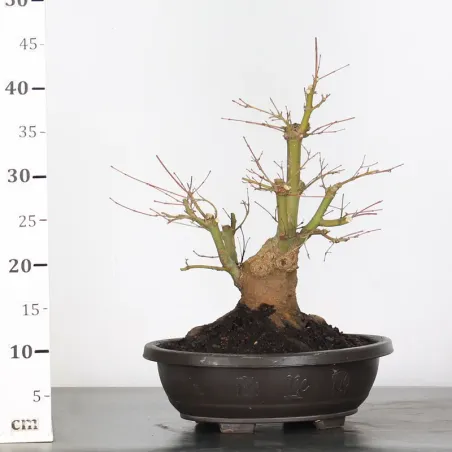 image supplémentaire - ERABLE DU JAPON "ACER...