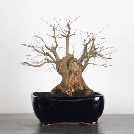 ERABLE DU JAPON "ACER PALMATUM" 2-21