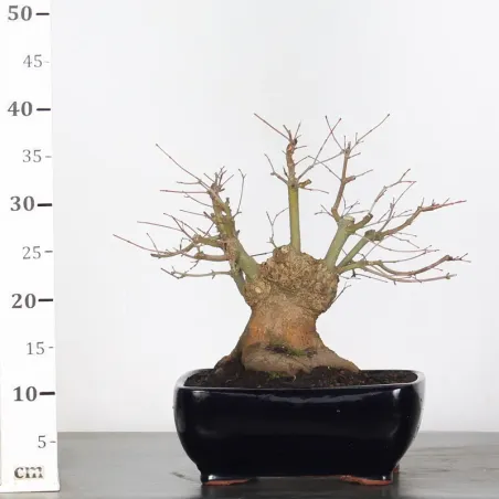 image supplémentaire - JAPANESE MAPLE "ACER...