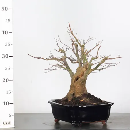 image supplémentaire - JAPANESE MAPLE "ACER...