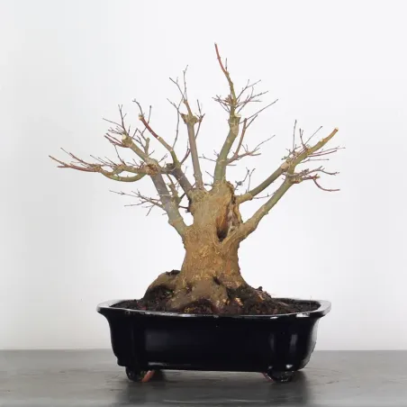 ERABLE DU JAPON "ACER PALMATUM" 2-24