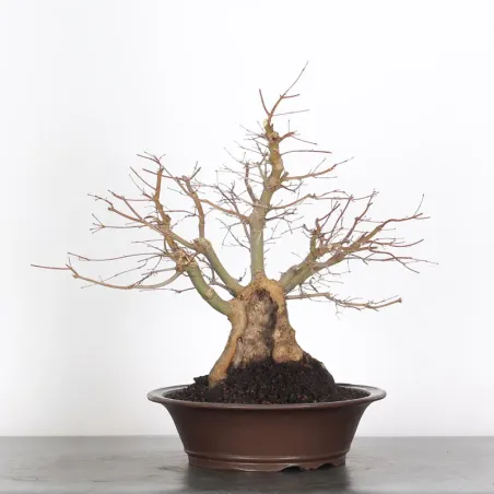 ERABLE DU JAPON "ACER PALMATUM" 1-21