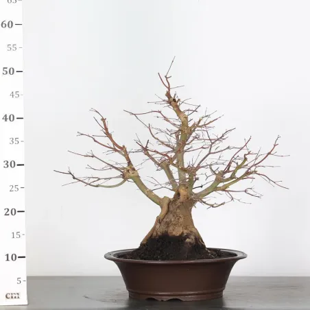 image supplémentaire - JAPANESE MAPLE "ACER...