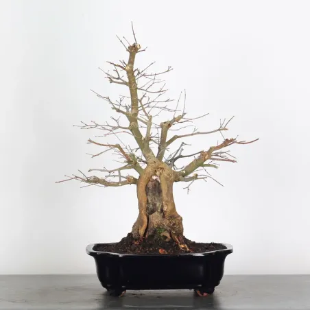 ERABLE DU JAPON "ACER PALMATUM" 1-22