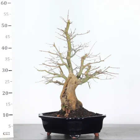 image supplémentaire - ERABLE DU JAPON "ACER...