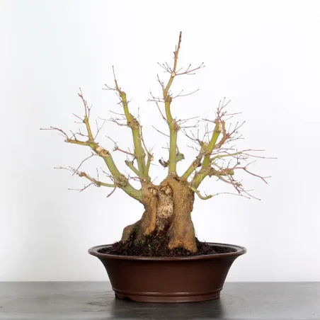 ERABLE DU JAPON "ACER PALMATUM" 1-23