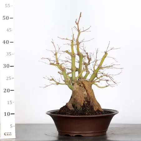 image supplémentaire - JAPANESE MAPLE "ACER...