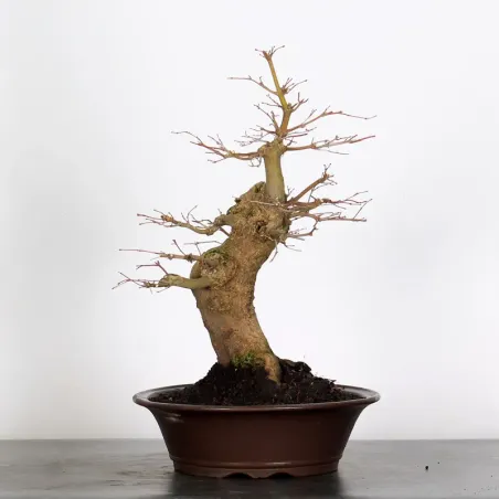 JAPANESE MAPLE "ACER PALMATUM" 1-24