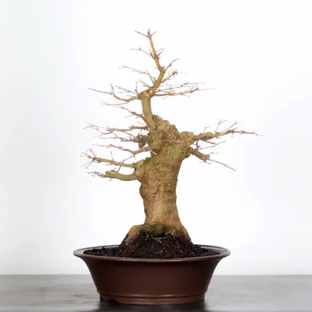 image supplémentaire - ERABLE DU JAPON "ACER...