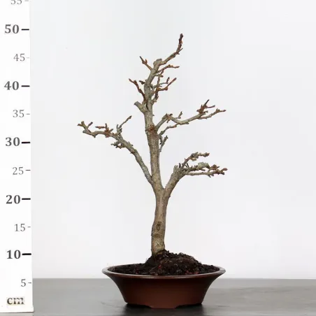 image supplémentaire - BONSAI APPLE TREE "MALUS...