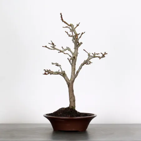 BONSAI APPLE TREE "MALUS EVERESTE" 1-3