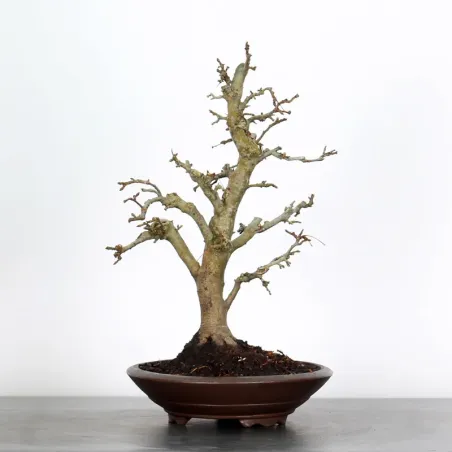 Bonsai apple tree "malus evereste" 1-5