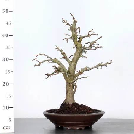 image supplémentaire - Bonsai apple tree "malus...