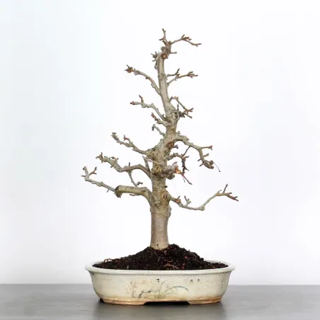 Bonsai apple tree "malus evereste" 1-6