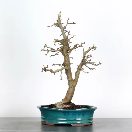 Bonsai apple tree "malus evereste" 1-7