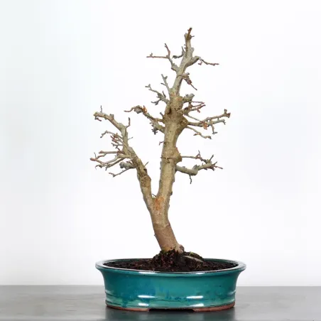 image supplémentaire - POMMIER "MALUS EVERESTE" 1-7