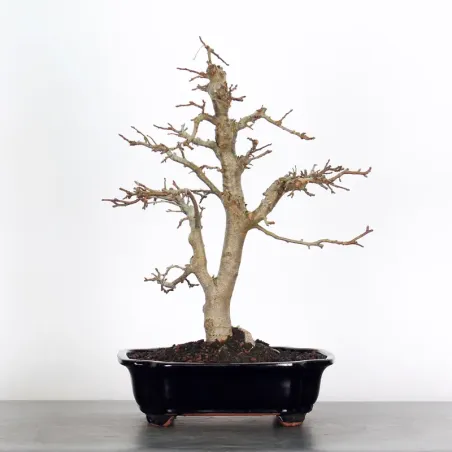 Bonsai Apple Tree
