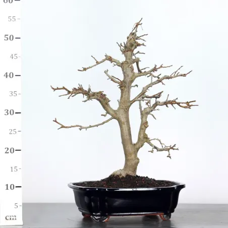 image supplémentaire - BONSAI APPLE TREE "MALUS...