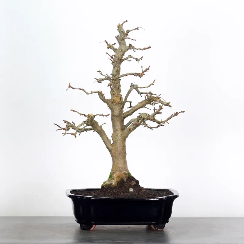Bonsai Pommier