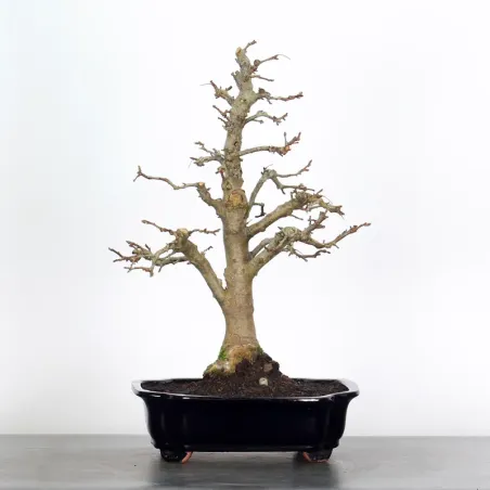 Bonsai Pommier