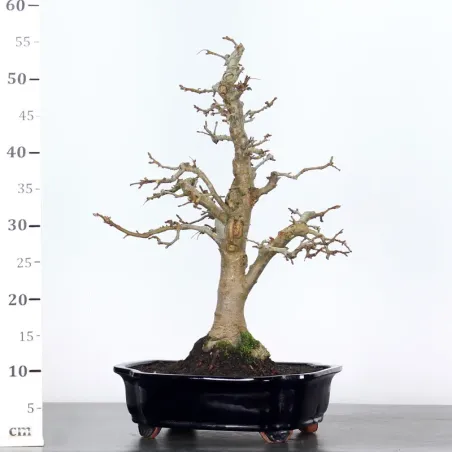 image supplémentaire - POMMIER "MALUS EVERESTE" 1-9