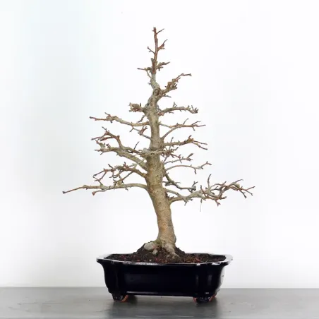Bonsai Pommier