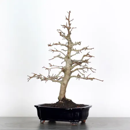 image supplémentaire - BONSAI APPLE TREE "MALUS...