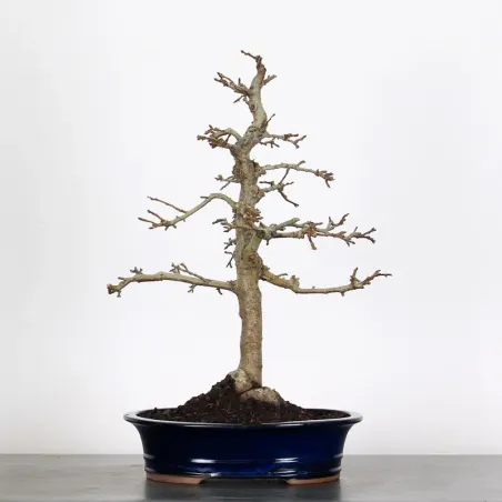 Bonsai Pommier