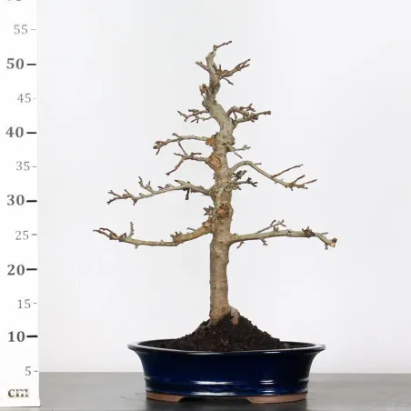 image supplémentaire - POMMIER "MALUS EVERESTE" 2-2