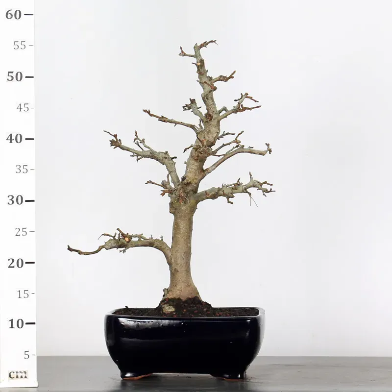 image supplémentaire - POMMIER "MALUS EVERESTE" 2-3
