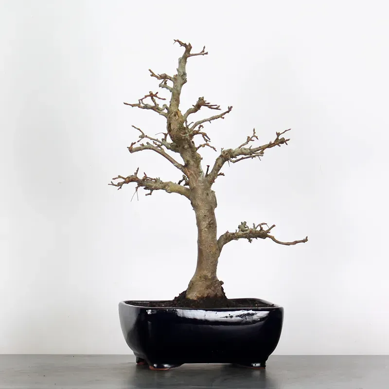 Bonsai Pommier