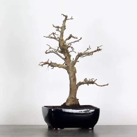 Bonsai Pommier