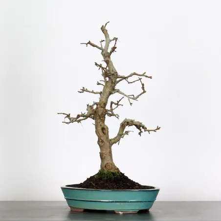image supplémentaire - BONSAI APPLE TREE "MALUS...