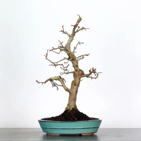 Bonsai Apple Tree