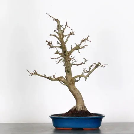 image supplémentaire - Bonsai apple tree "malus...