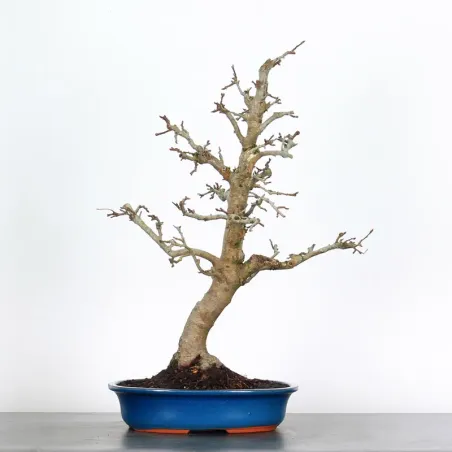 POMMIER "MALUS EVERESTE" 2-5