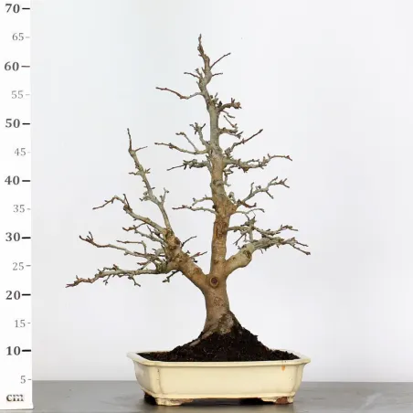 image supplémentaire - Bonsai apple tree "malus...