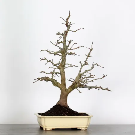 Bonsai Pommier