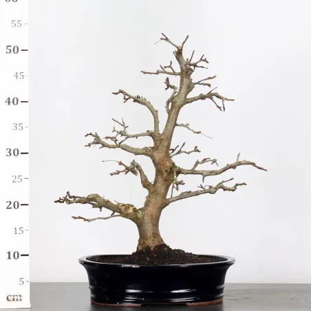 image supplémentaire - BONSAI APPLE TREE "MALUS...