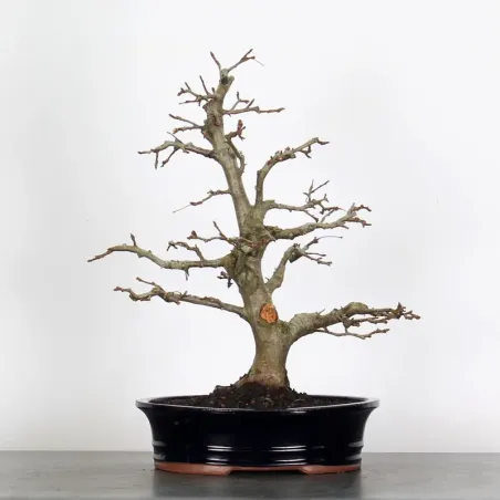 Bonsai Apple Tree