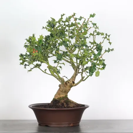 BONSAI HOUX "ILEX ACQUIFOLIUM" 1-1